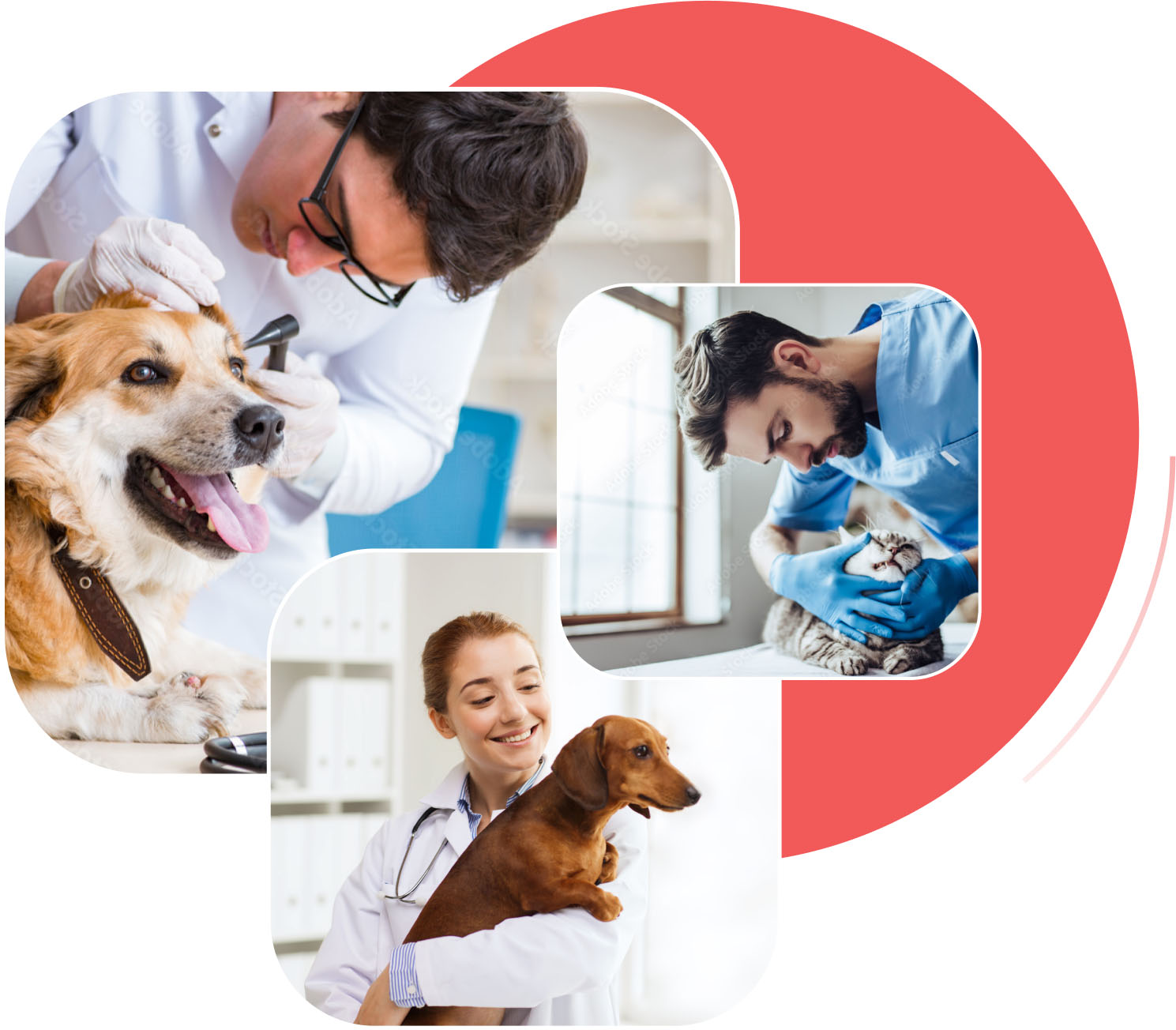 Vets holding a dogs on a red circle background