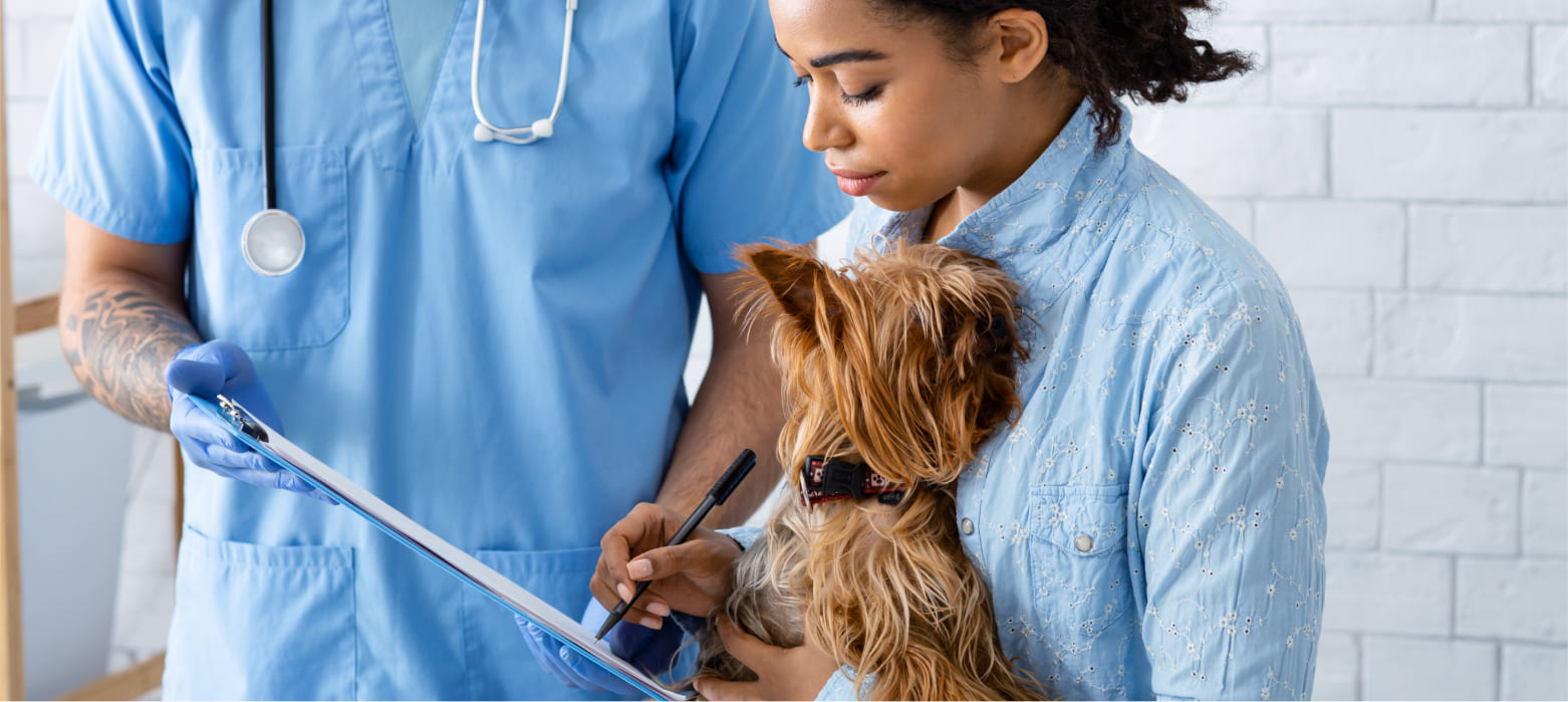 vets holding a dog