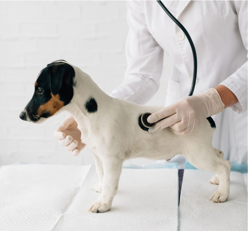 veterinarian examines a dog